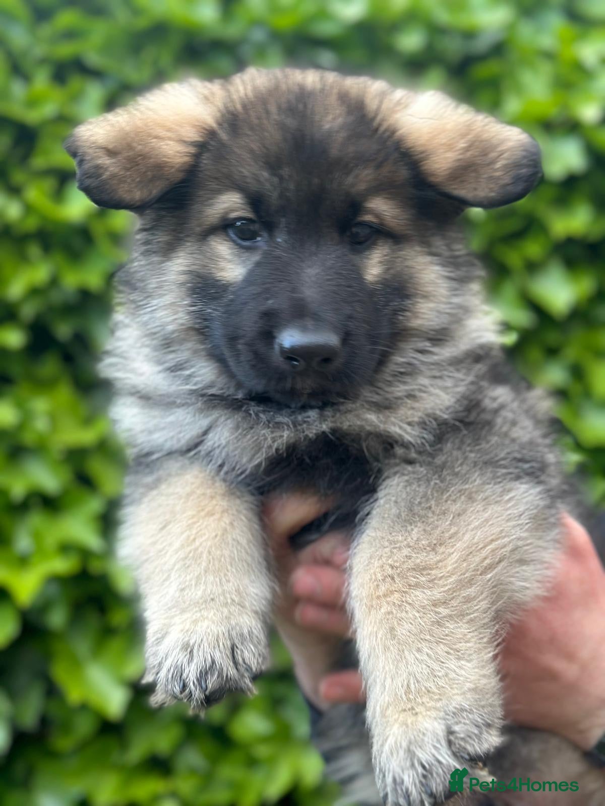 German Shepherd dogs German Shepherd Last 2 boys ready to leave  - Advert 2
