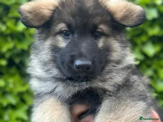 German Shepherd dogs German Shepherd Last 2 boys ready to leave - Advert 2