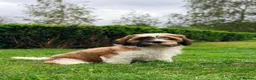 Cava Tzu dogs for sale: Gorgeous Cavatzus – Cavalier × Shih Tzu Puppies - Advert 11