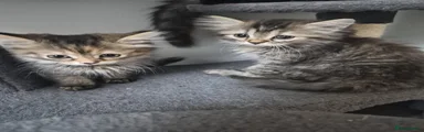 Siberian 7