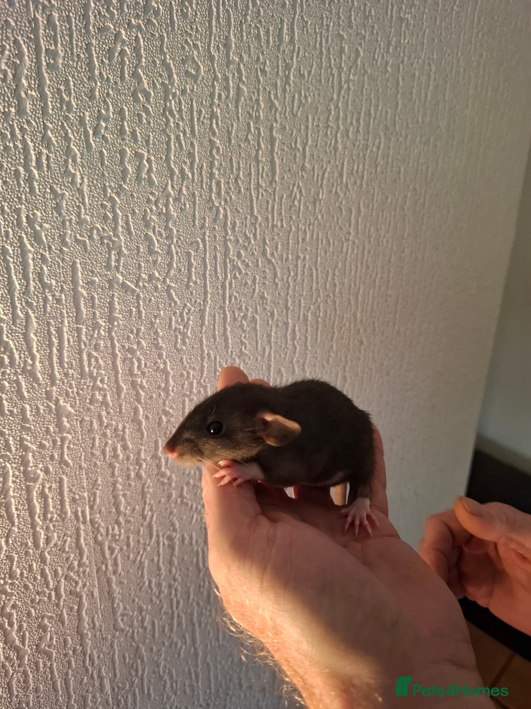 Rat rodents for sale: BABY RATS  - Advert 5
