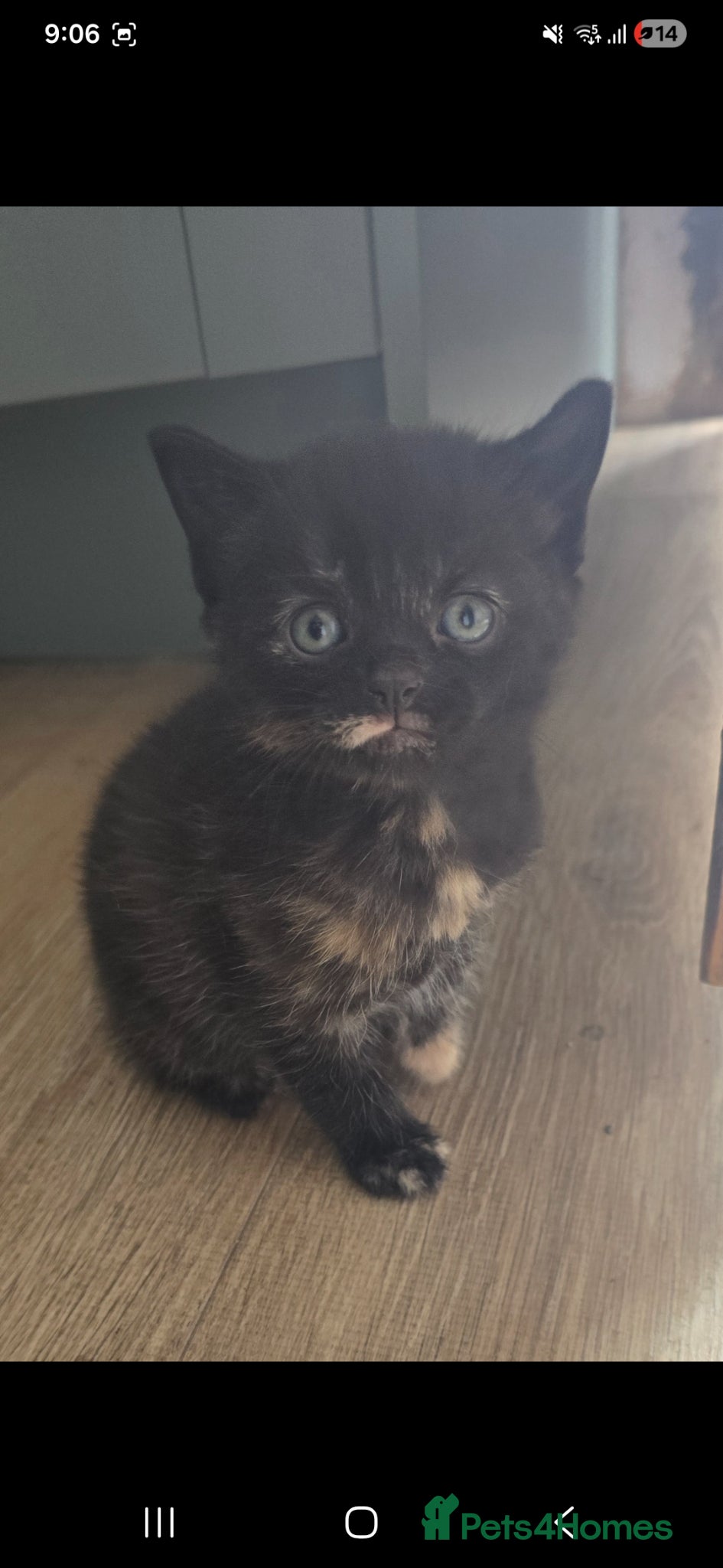 Mixed Breed cats for sale: Lovely girl kitten 😸 😍  - Advert 5