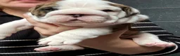 English Bulldog dogs for sale: 4 wk old Kc bulldog pups rare champ lines - Advert 6