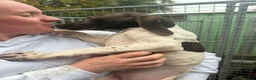 German Shorthaired Pointer dogs for sale: German shorthaired puppies in Kilmarnock - Advert 3