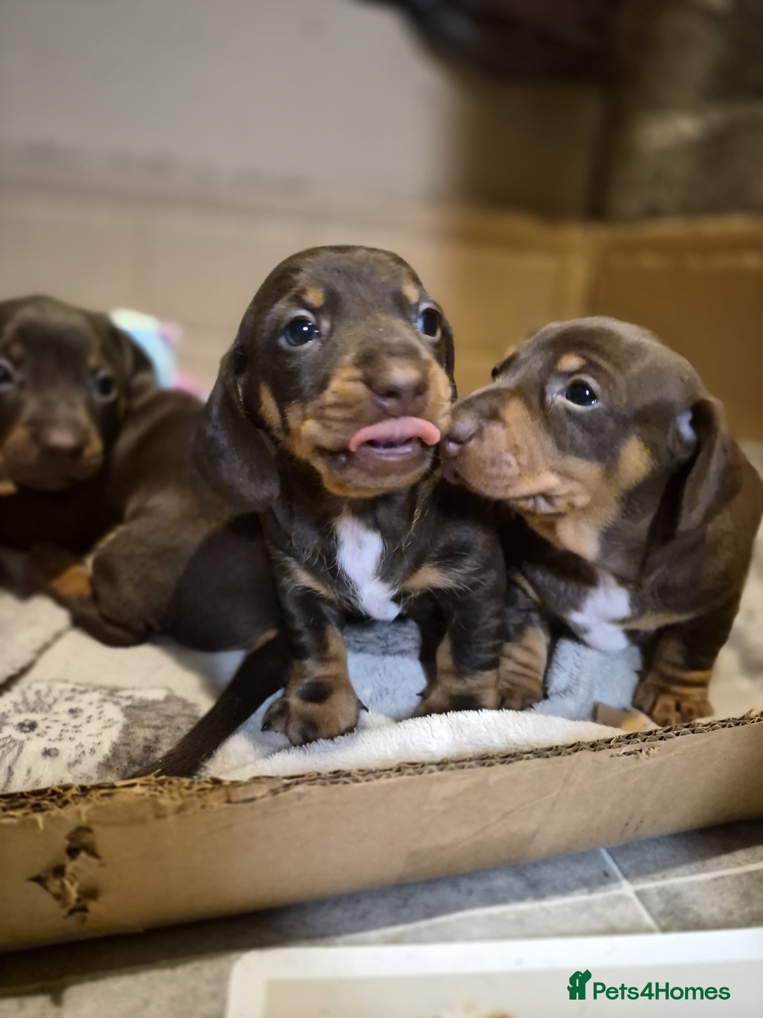 Miniature Dachshund dogs 2 beautiful bitches. Chocolate and tan - Advert 11