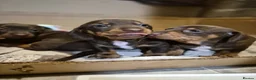 Miniature Dachshund dogs for sale: 2 beautiful bitches. Chocolate and tan - Advert 1