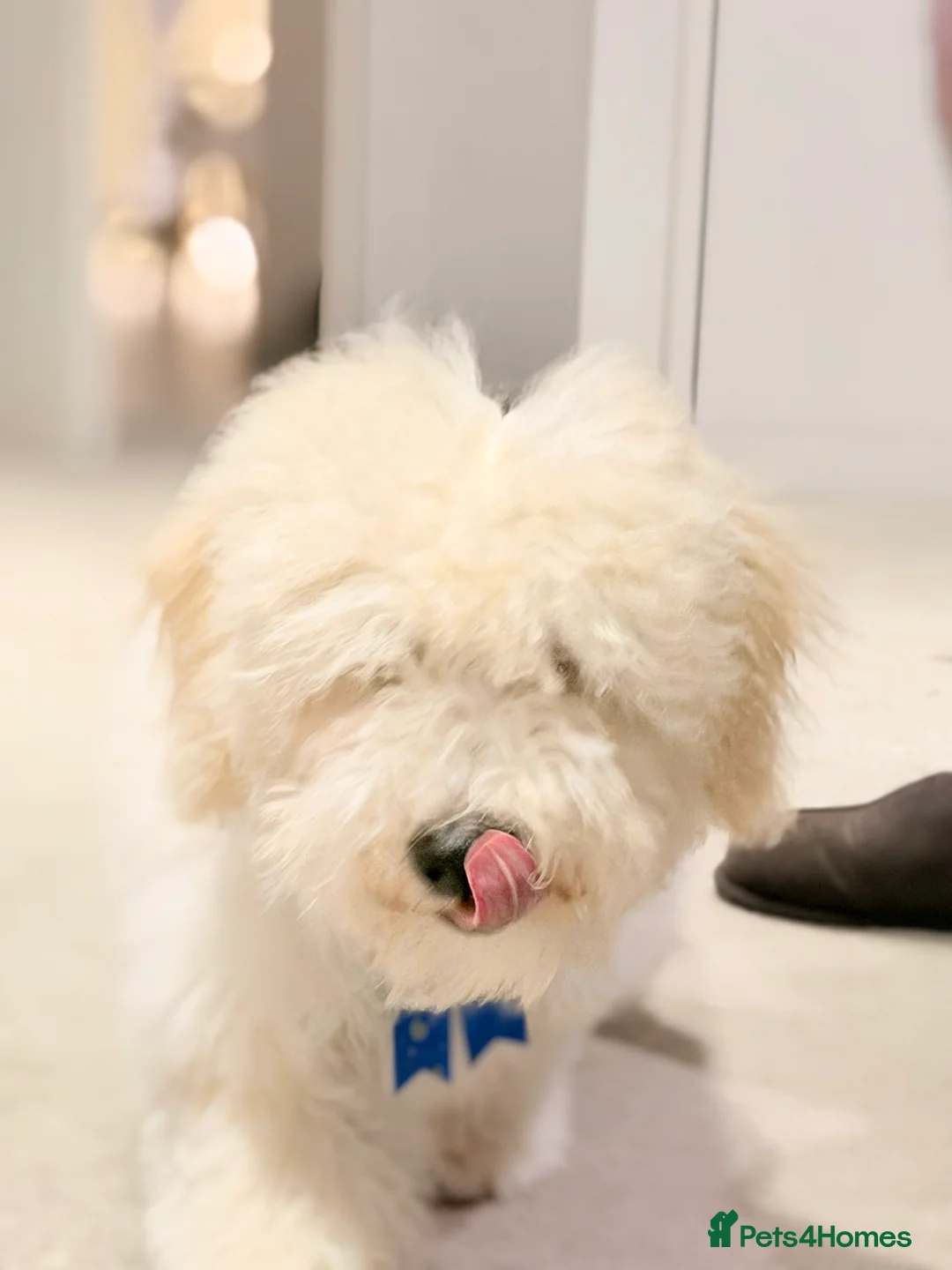 Maltipoo dogs for sale: 5‑Month‑Old Maltipooo Looking for a Loving Home - Advert 18