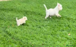 West Highland Terrier dogs for sale: Beautiful westiepoo puppies  - Advert 15