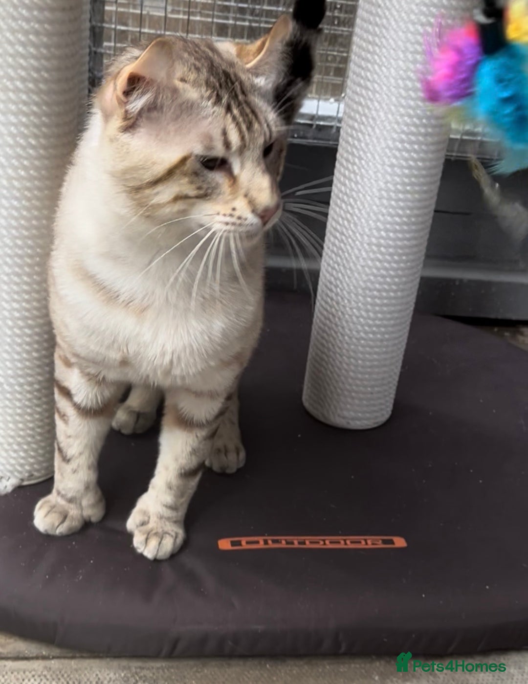 Keetso cats for sale: Gorgeous polydactyl curled eared boy  - Advert 8
