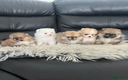 Pomeranian dogs for sale: 🐻Stunning 🤩 Champion Line🏅Teddy Face 🧸 - Image 12