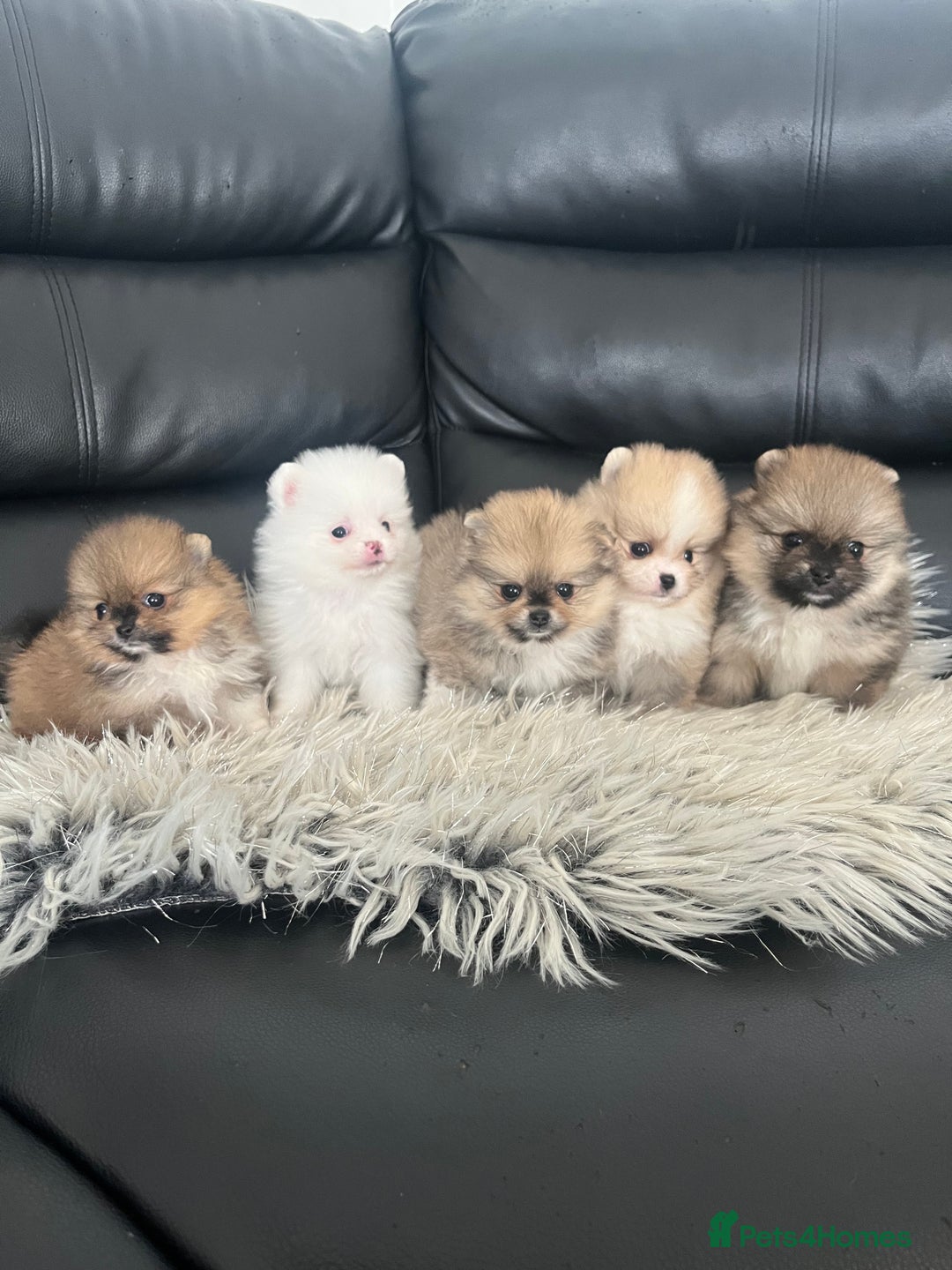 Pomeranian dogs for sale: 🐻Stunning 🤩 Champion Line🏅Teddy Face 🧸 - Image 12