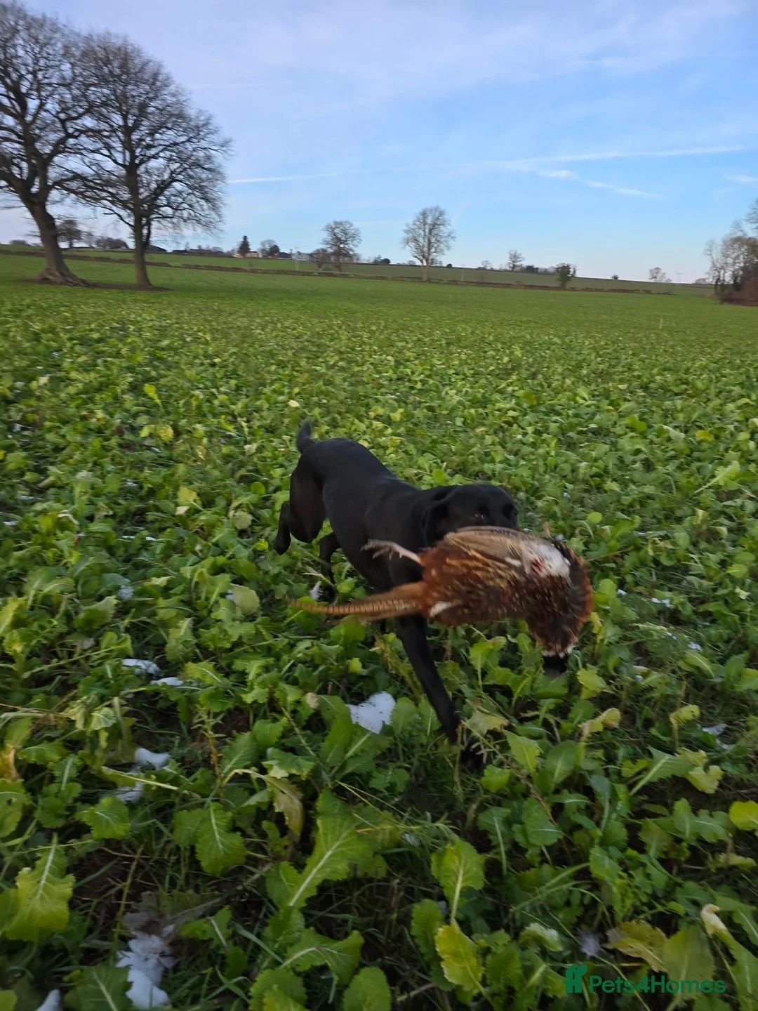 Labrador Retriever dogs for sale: Stunning KC Black and Red Labrador Puppies  - Advert 7
