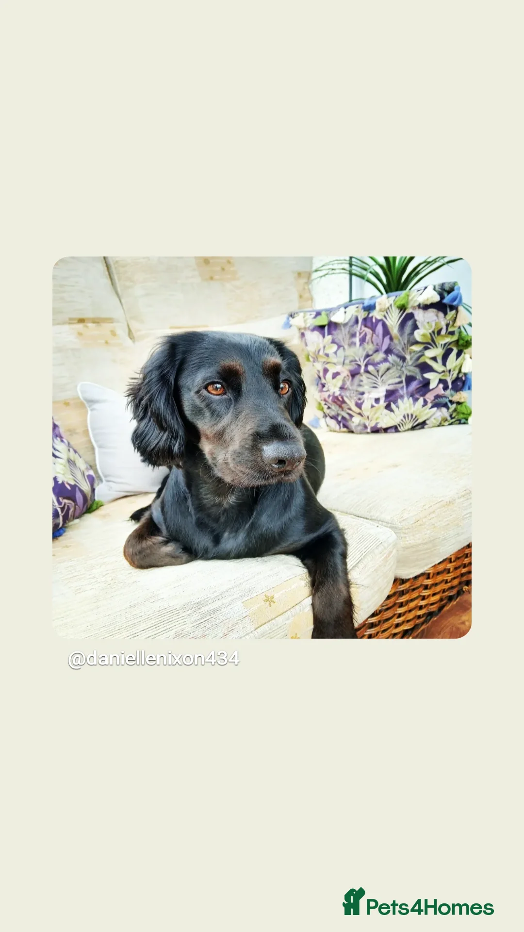 Cocker Spaniel dogs Cocker spaniel 8 month old GIRL Puppy for sale - Advert 1