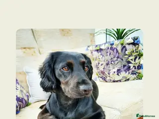 Cocker Spaniel dogs Cocker spaniel 8 month old GIRL Puppy for sale - Advert 1