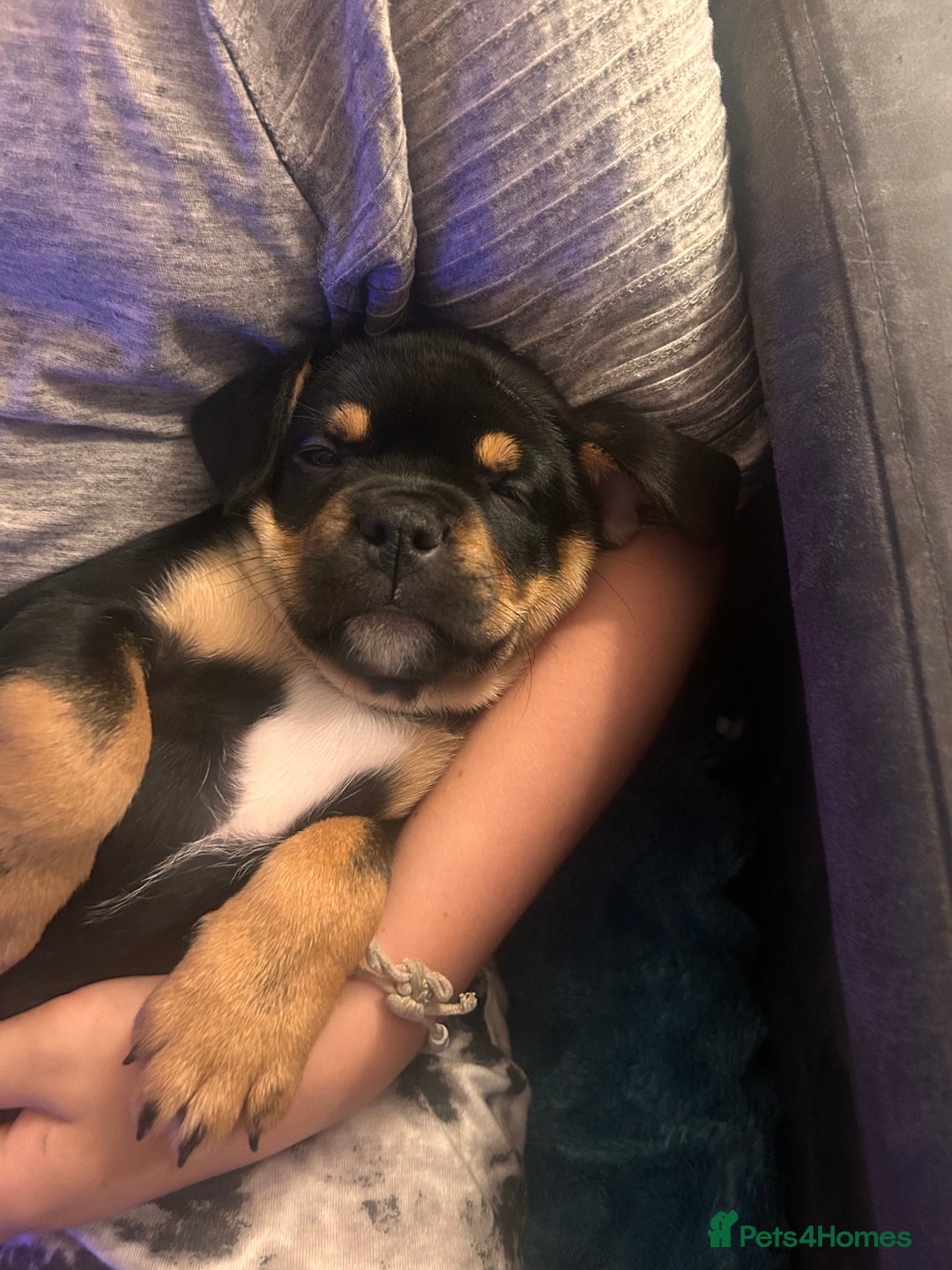 Mixed Breed dogs for sale: French Bullweiler - Advert 13