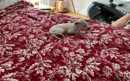 Italian Greyhound dogs for sale: Gorgeous Italian greyhound puppies  - Image 19