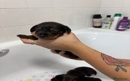 Mixed Breed dogs for sale: Dorkie puppies - Image 16