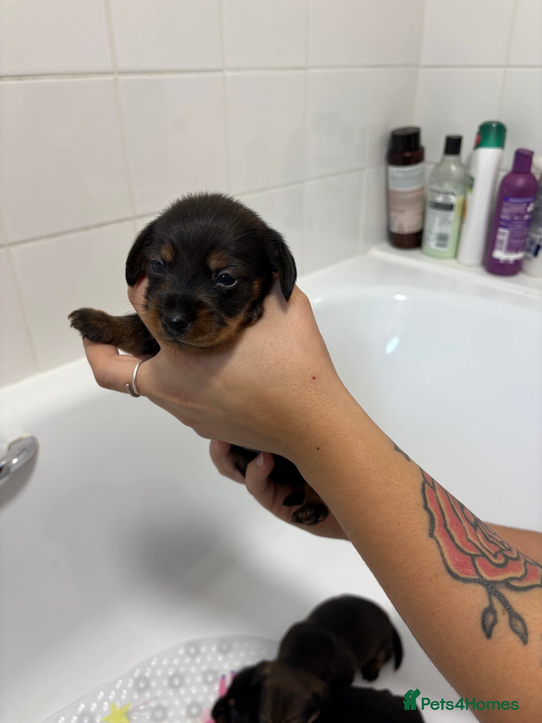 Mixed Breed dogs for sale: Dorkie puppies - Image 16