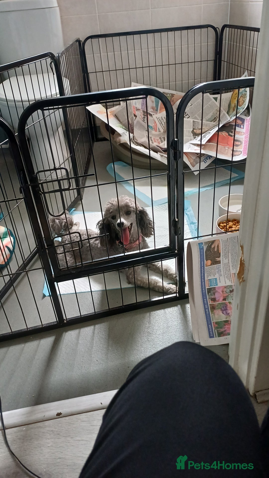 Toy Poodle dogs for sale: Female toy poodle silver  - Image 4