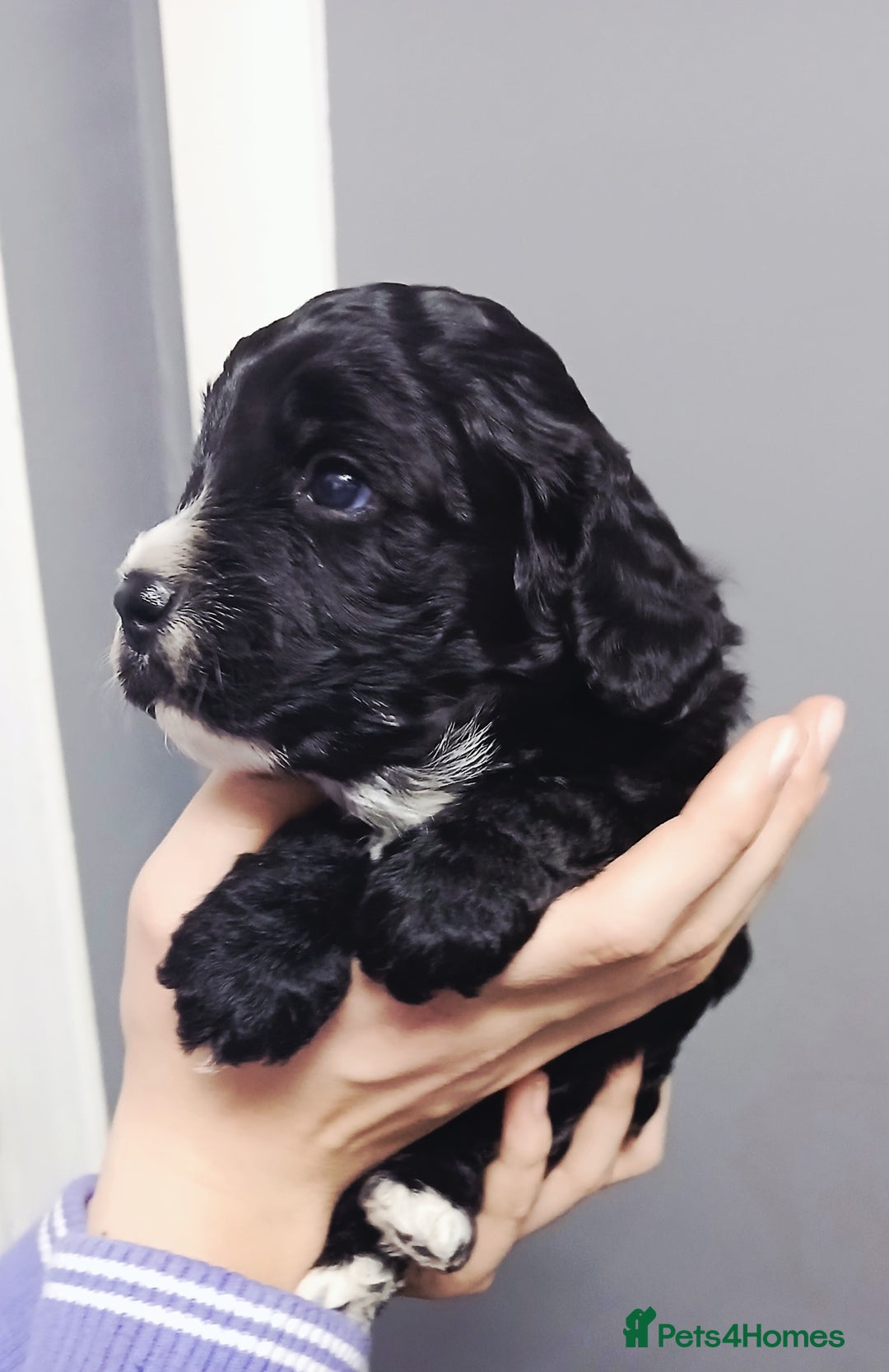Cockapoo dogs for sale: F1 miniature cockapoos available 16th feb - Advert 5