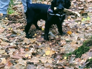 Cocker Spaniel dogs 6 month old male - Advert 2