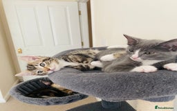 Domestic Shorthair cats for sale: Ragdoll Cross X DSH - Image 10