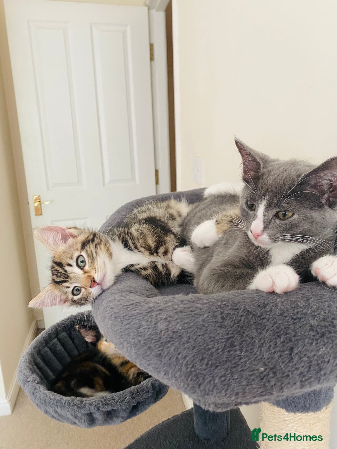 Domestic Shorthair cats for sale: Ragdoll Cross X DSH - Image 10