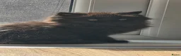 Mixed Breed cats for sale: Beautiful Long-Haired Black Female Kitten - Advert 1