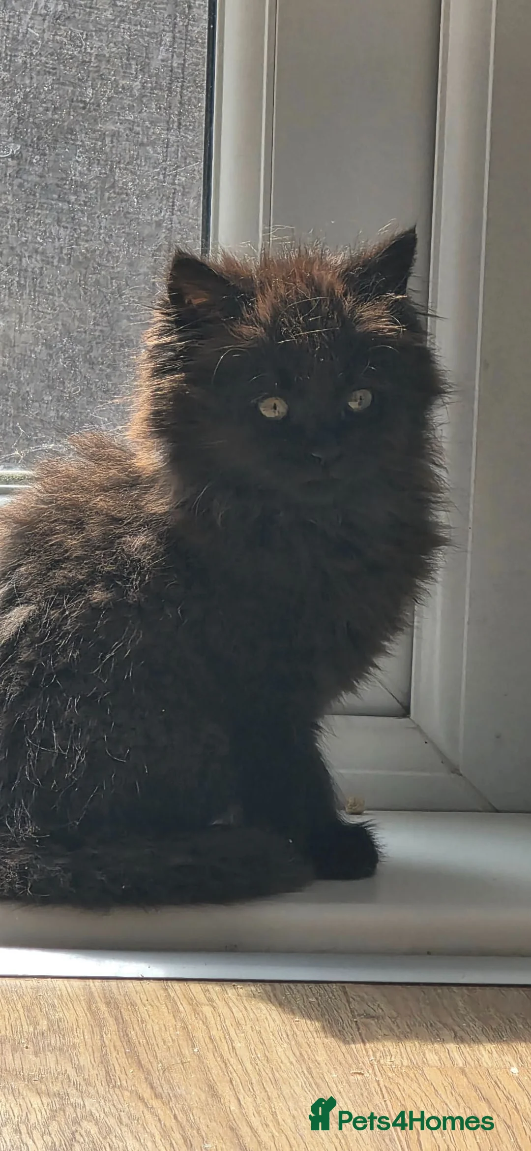 Mixed Breed cats for sale: Beautiful Long-Haired Black Female Kitten - Advert 1