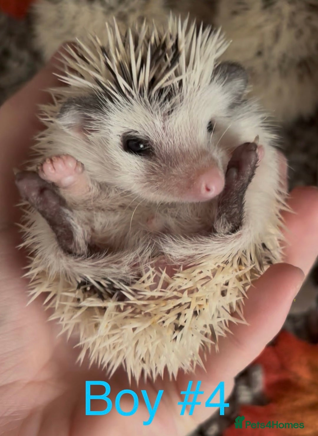 Pygmy Hedgehog rodents for sale: Male and female Pygmy hedgehogs ready to reserve - Image 16