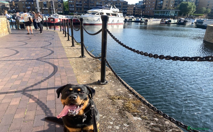 Rottweiler dogs - Advert 2