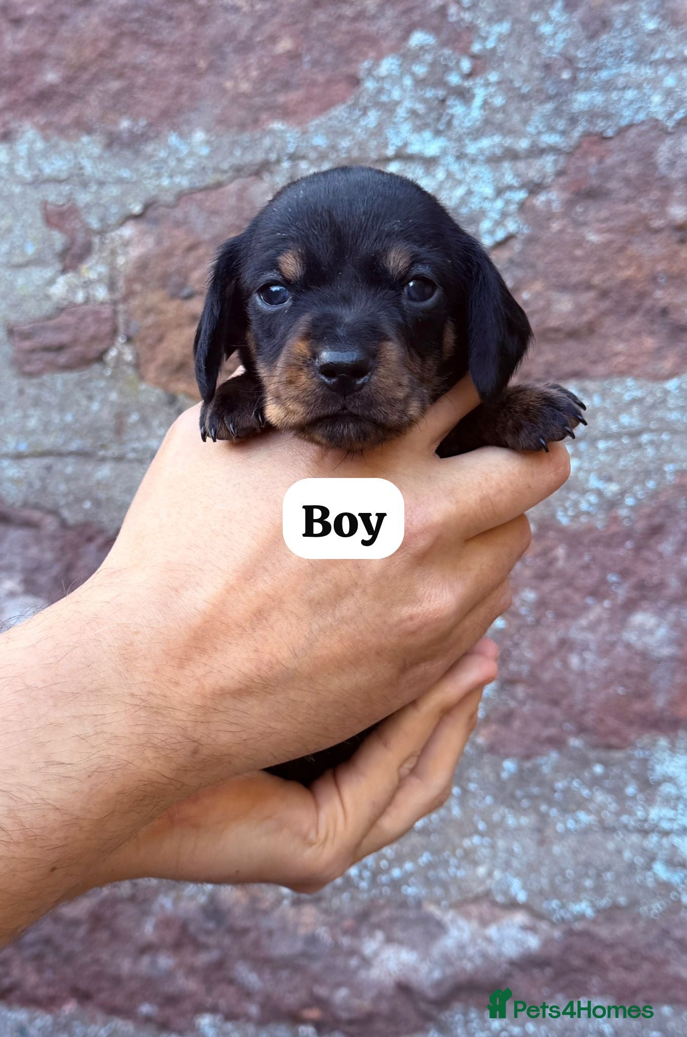 Miniature Dachshund dogs 🐾 Miniature Dachshund Puppies for Sale 🐾 - Advert 4