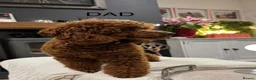Cavapoo dogs for sale: Cavapoo F1B Beautiful puppies Due 20th June  - Advert 14