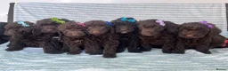Cockapoo dogs for sale: CHOCOLATE COCKAPOOS GIRLS/BOYS PUPPYS PRA CLEAR - Advert 15