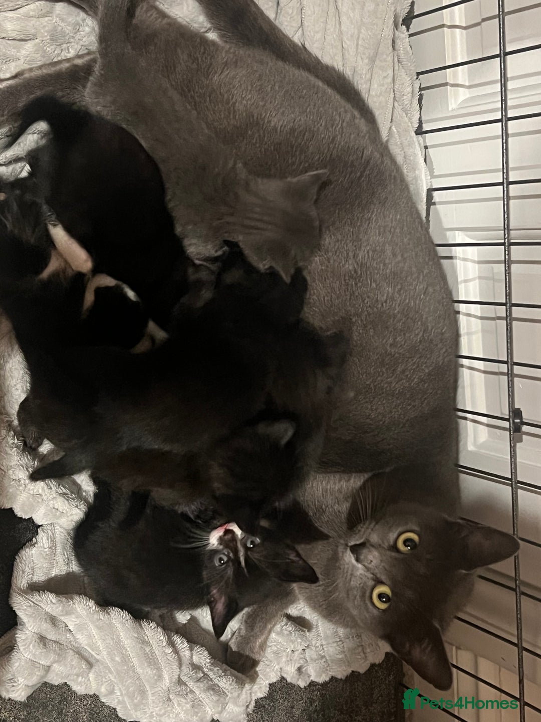 Domestic Shorthair cats for sale: Russian blue mix - Advert 3