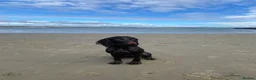 Cocker Spaniel dogs for stud: Working cocker stud  in Andover - Advert 1