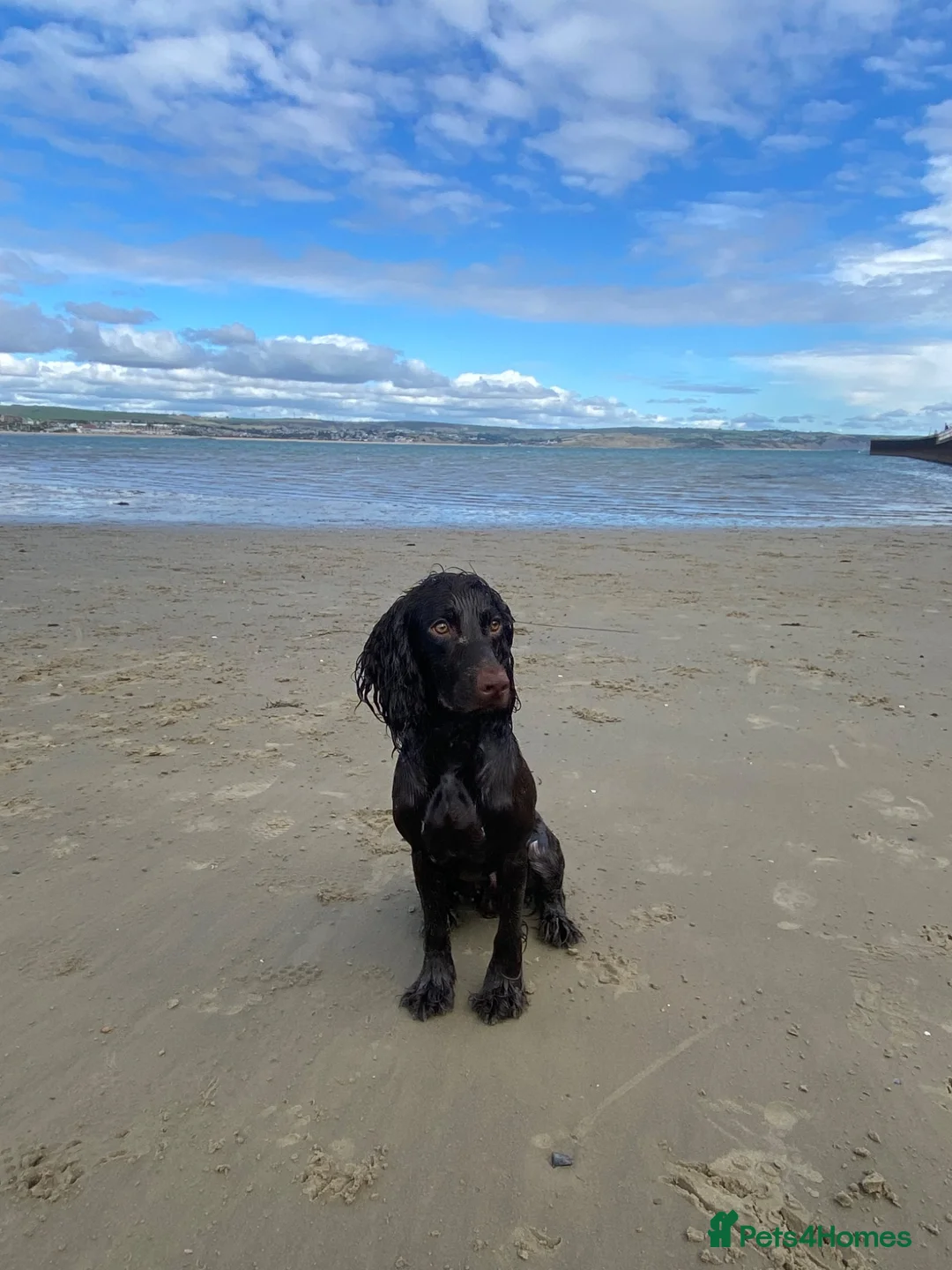 Cocker Spaniel dogs for stud: Working cocker stud  in Andover - Advert 1
