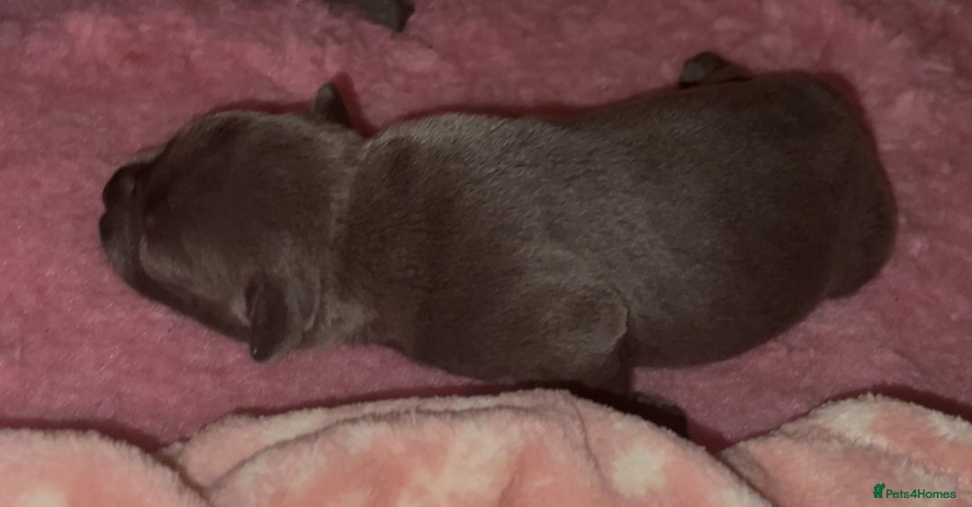 Staffordshire Bull Terrier dogs for sale: KC Blue Staffordshire Bull Terrier Puppies  - Advert 9