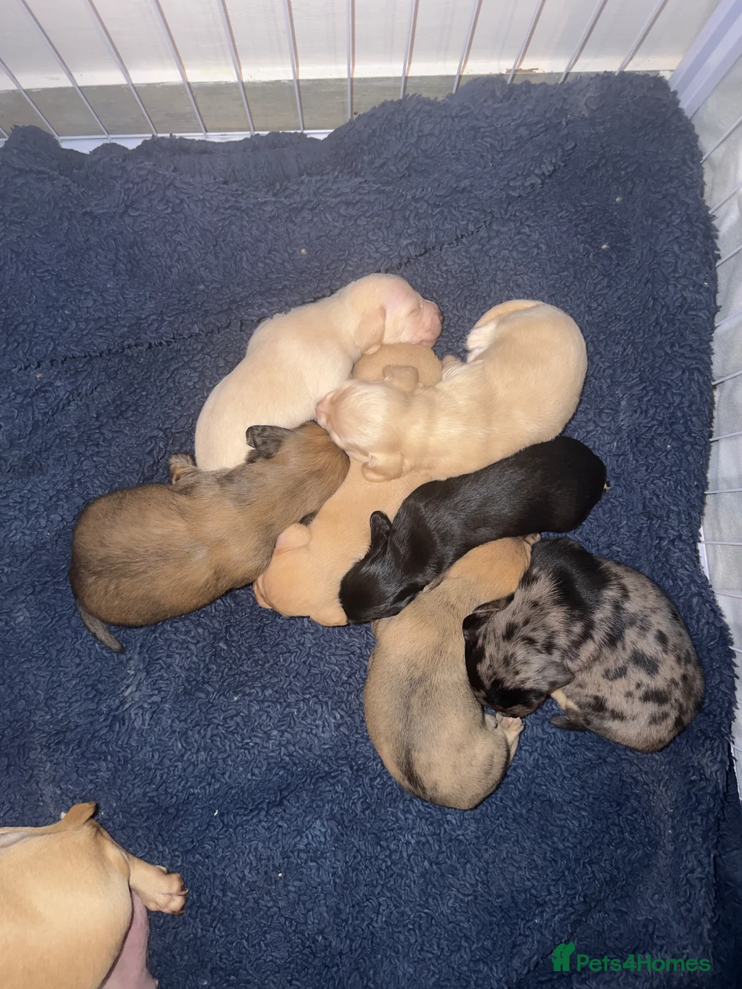 Miniature Dachshund dogs for sale: Miniature Dachshund Long & smooth haired  in Havant - Advert 10