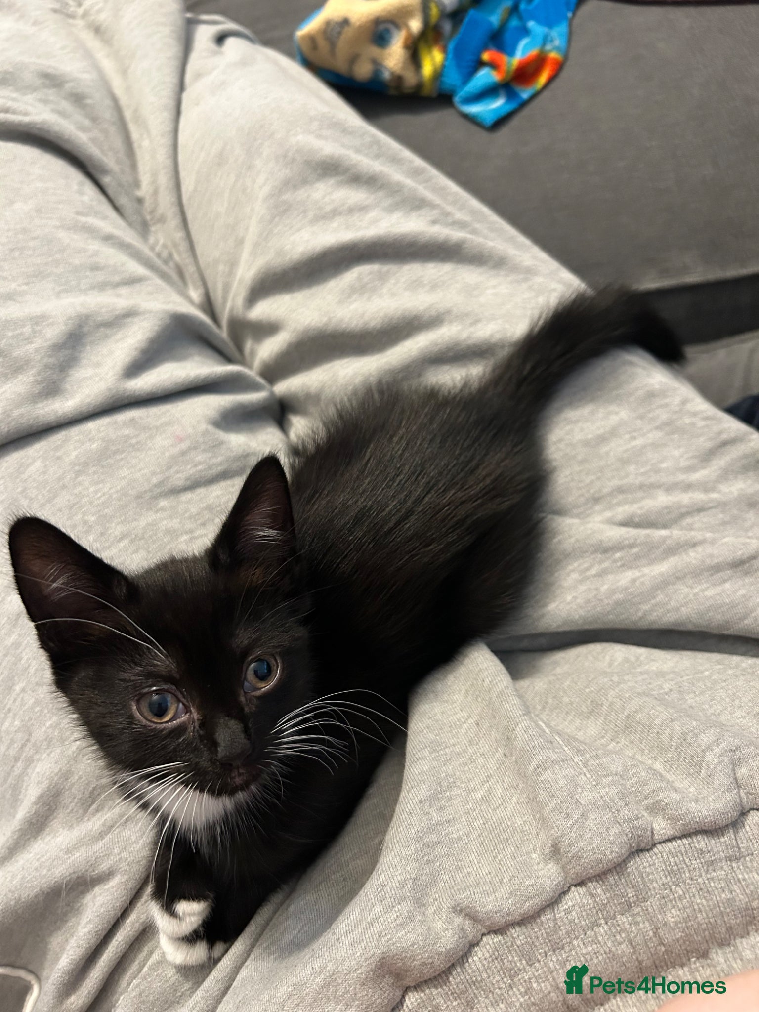 Mixed Breed cats 🚨1 HANDSOME BOY NEEDING HIS FOREVER HOME🚨 - Advert 12