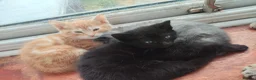 Mixed Breed cats for sale: Gorgeous kittens - Advert 6