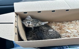 Maine Coon cats for sale: Maine coon x Ragdoll  - Image 1