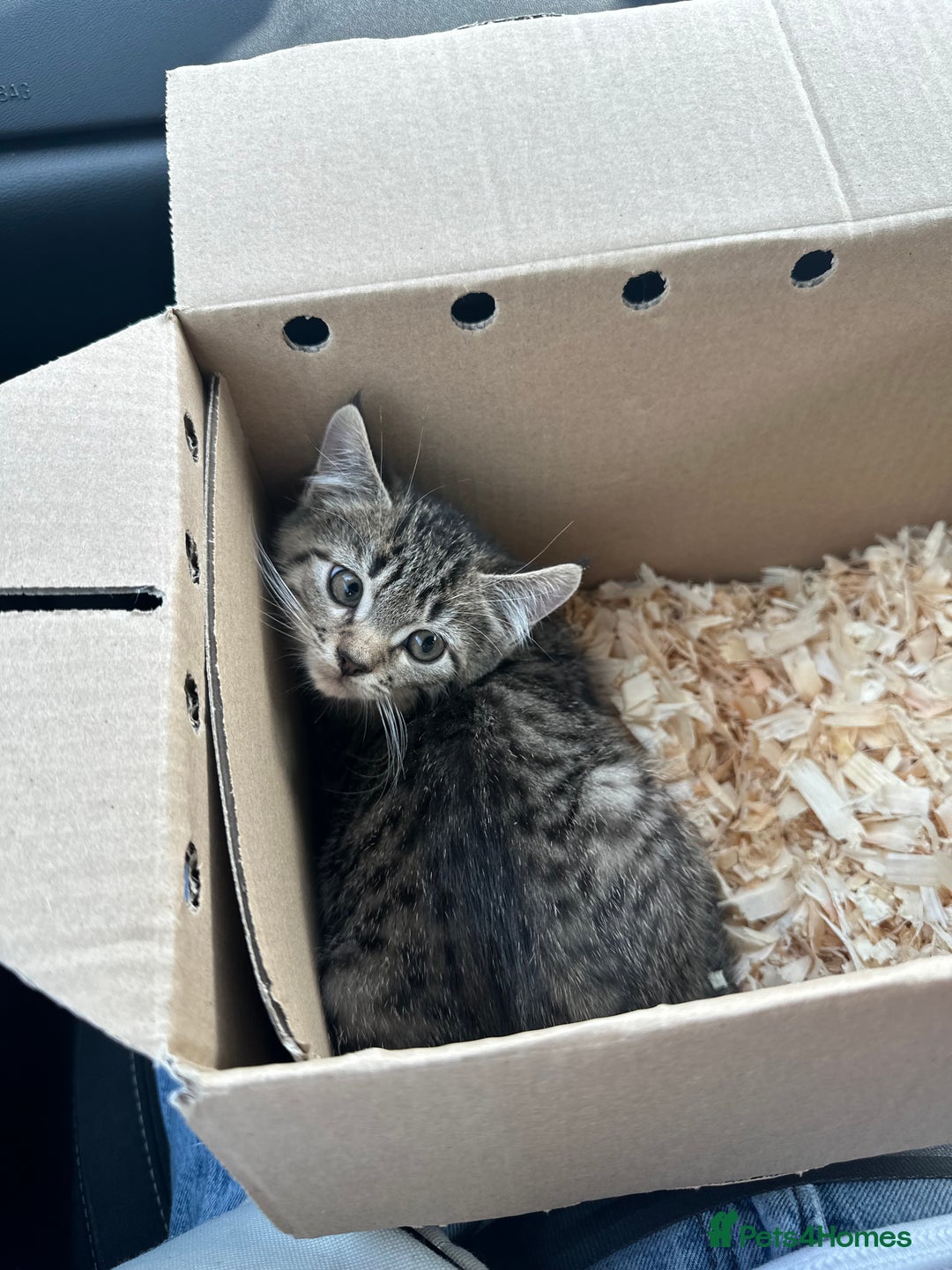 Maine Coon cats for sale: Maine coon x Ragdoll  - Image 1