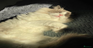 Ragdoll cats - Advert 12