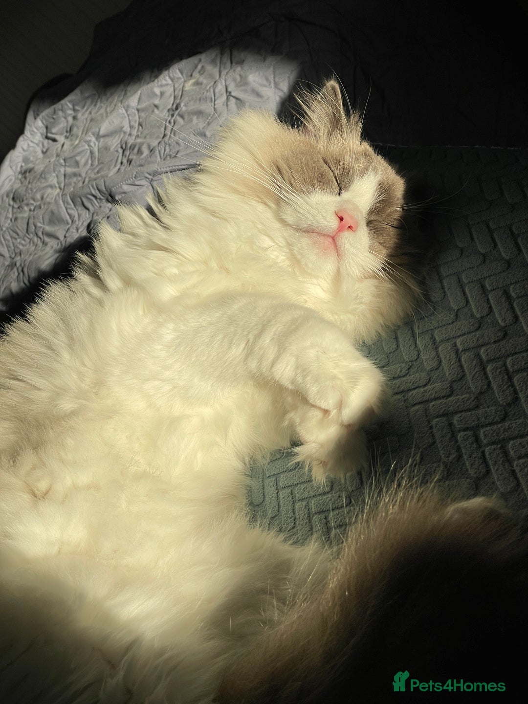 Ragdoll cats for sale: Ragdoll Duo for Rehoming  - Image 3