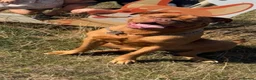 Dogue De Bordeaux dogs for sale: Beautiful 2 year old dogue de Bordeaux  - Advert 3