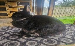 Netherland Dwarf rabbits for sale: netherland dwarf breeding does - Image 2