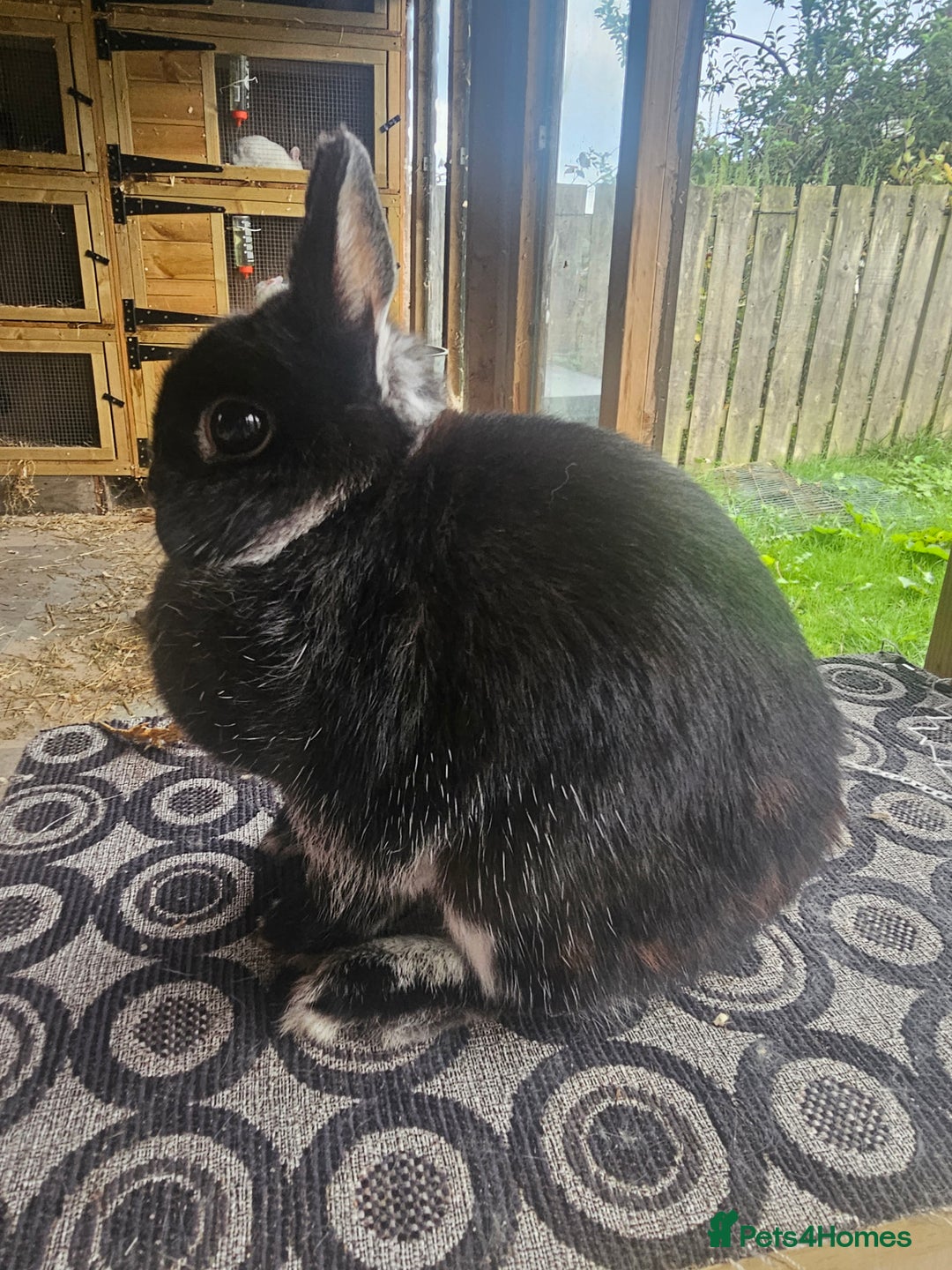 Netherland Dwarf rabbits for sale: netherland dwarf breeding does - Image 2
