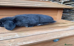 Mini Lop rabbits for sale: Mini lop baby - Image 4