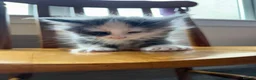 Maine Coon cats for sale: Maine Coon Kittens - Advert 8